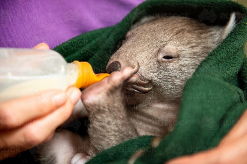 Wombat joey being bottle fed - Australian Stock Image