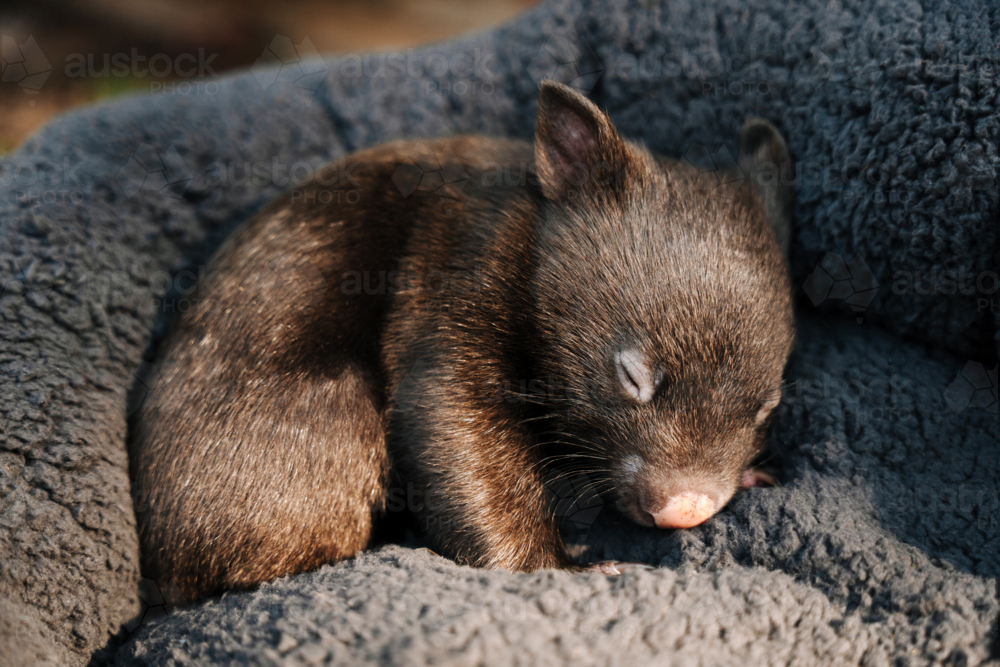 wombat joey resting on a soft grey cushion at animal sanctuary - Australian Stock Image