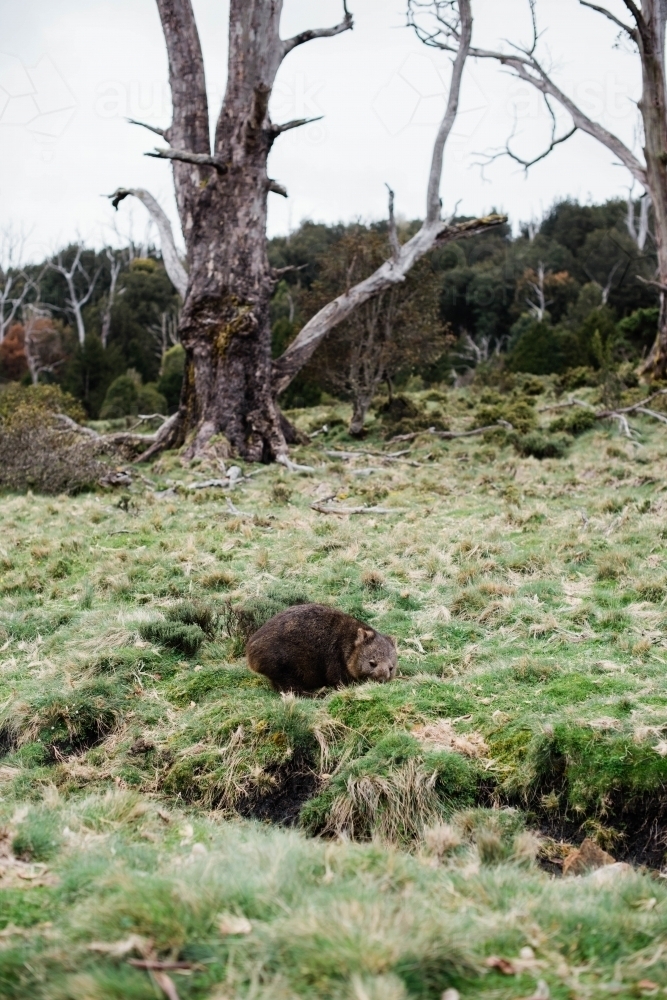 Wombat on a grassy hillside with trees in background - Australian Stock Image