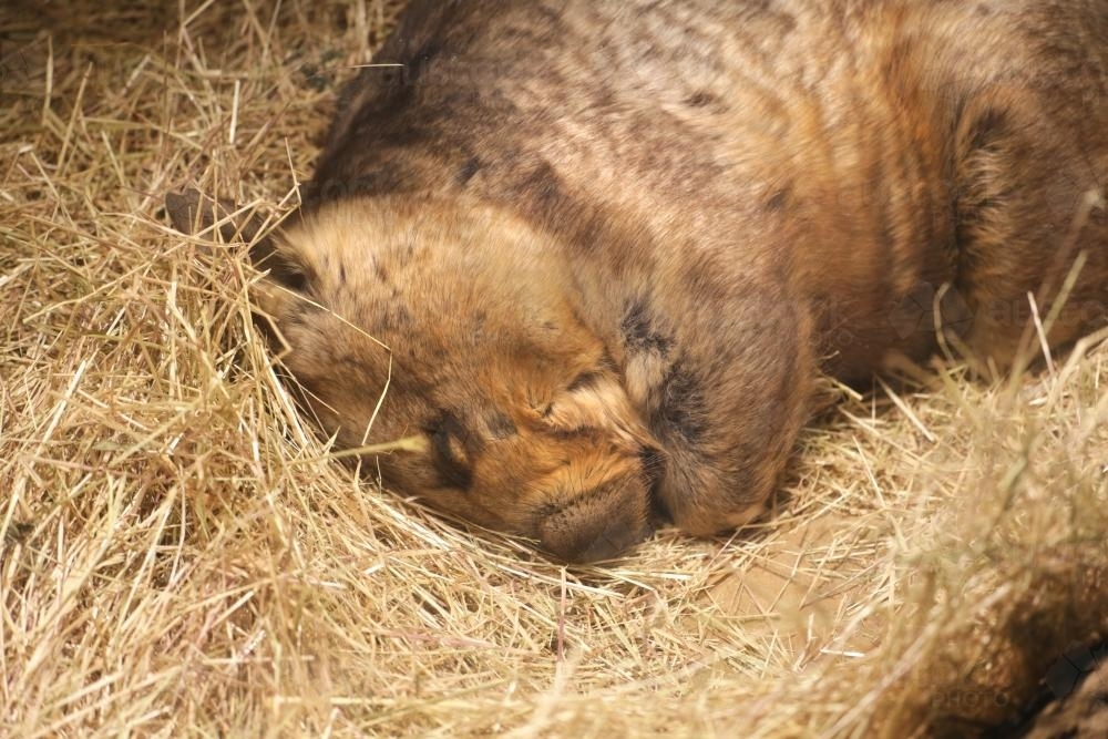 Wombat sleeping in hay at the zoo - Australian Stock Image