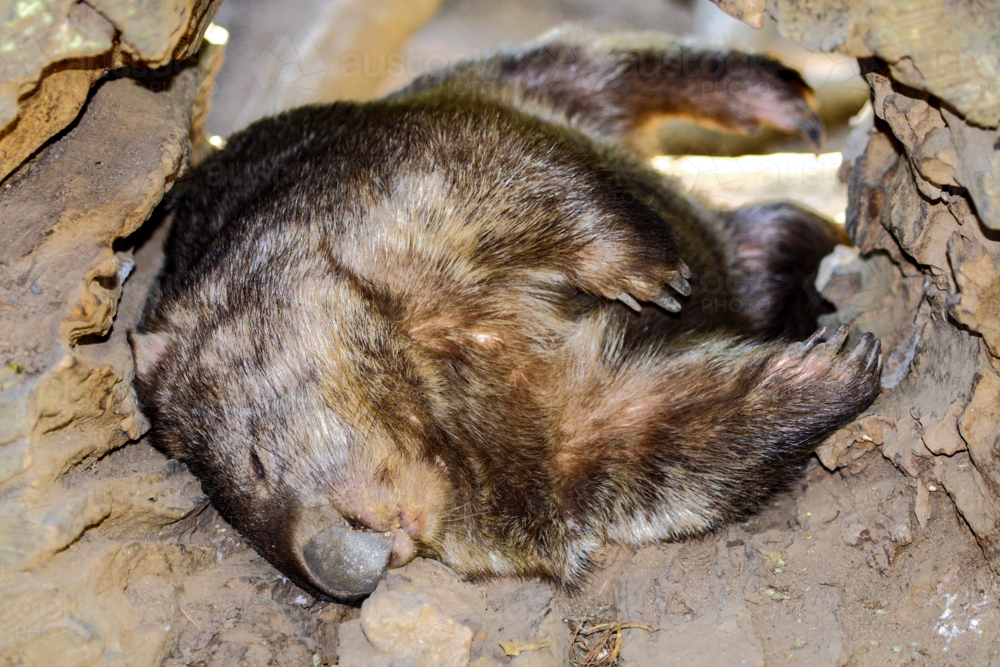 Wombat sleeping in hollow log. - Australian Stock Image