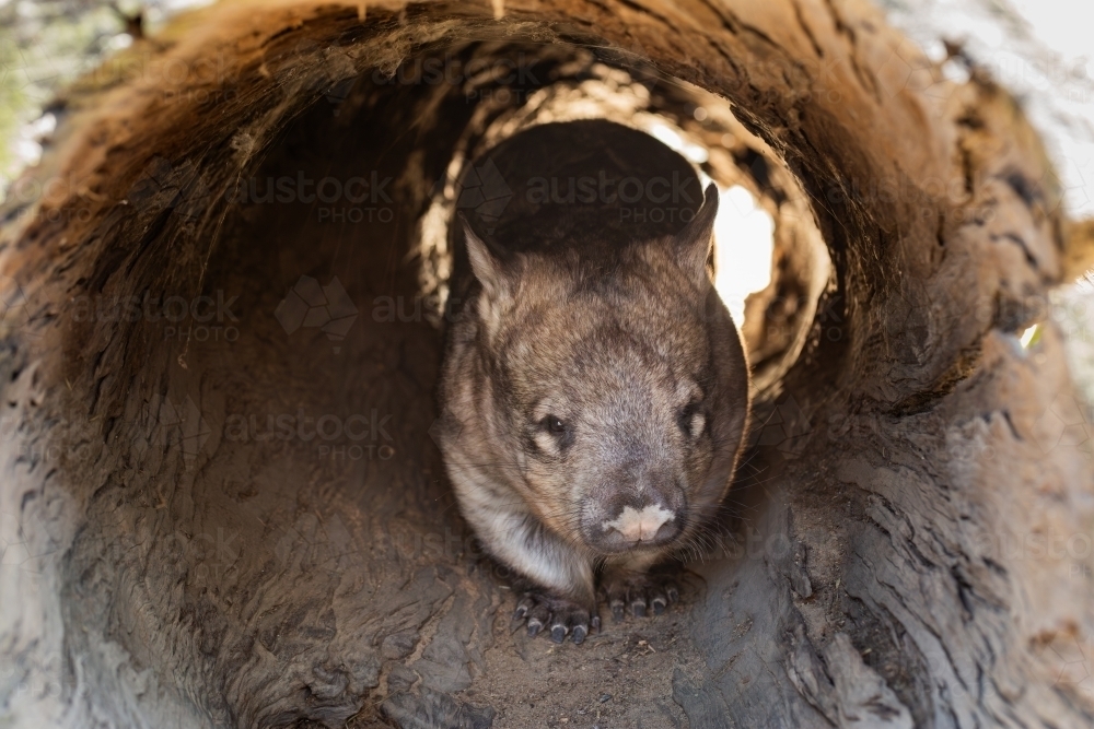 Wombat walking through log - Australian Stock Image