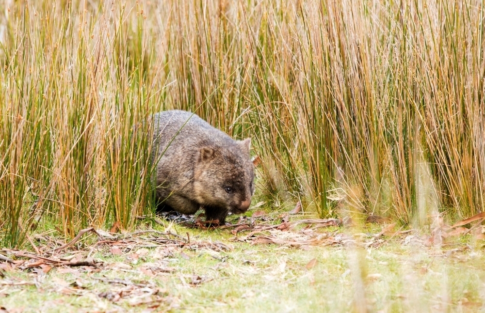 wombat walking through reedy grass - Australian Stock Image