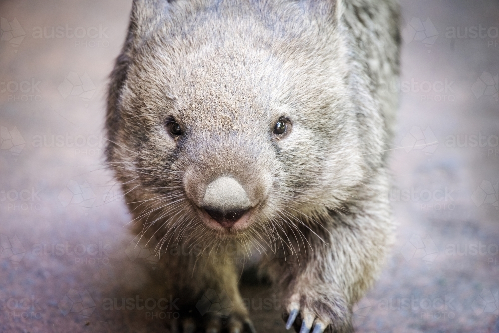 Wombat with sharp walking on concrete floor - Australian Stock Image