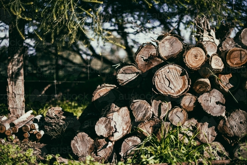 Wood stack under a tree - Australian Stock Image