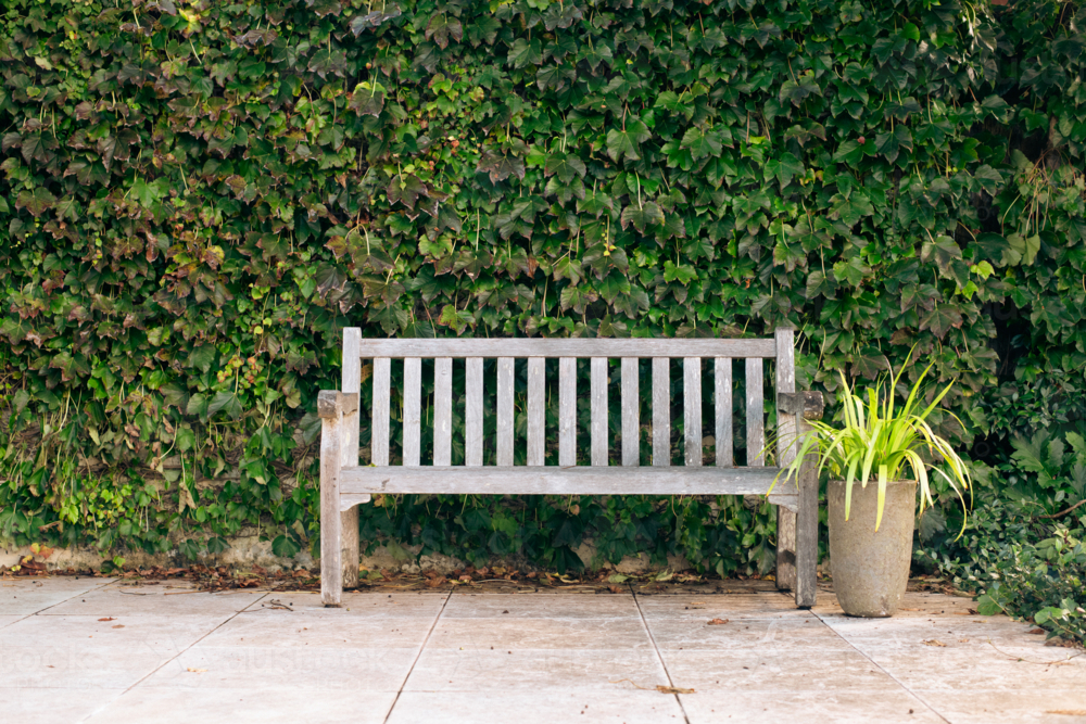 Image of wooden bench seat against a wall of ivy in a garden - Austockphoto