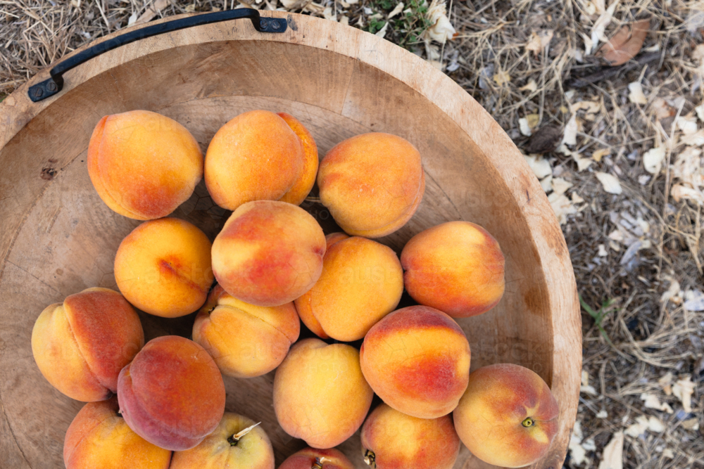 Wooden bowl in garden containing freshly picked homegrown ripe peaches - Australian Stock Image