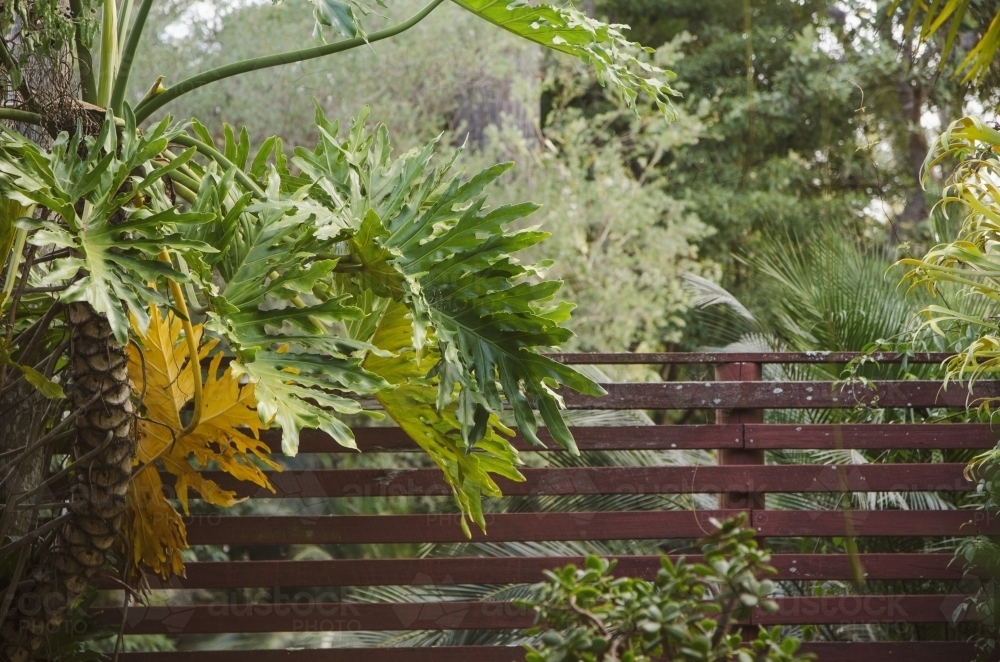 Wooden fence in tropical garden - Australian Stock Image