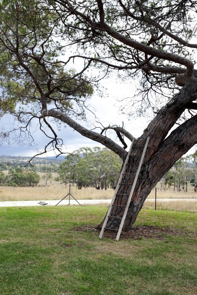 Wooden ladder leaning against a tree in backyard of country house - Australian Stock Image