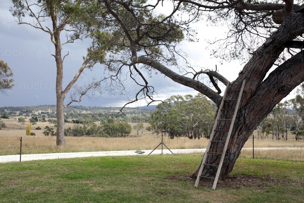 Wooden ladder leaning against a tree in backyard of country house - Australian Stock Image