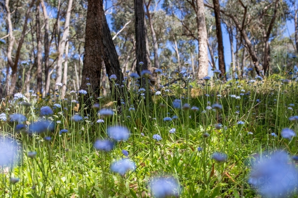 Native Blue 100 Image of Woodland with native blue flowers - Austockphoto
