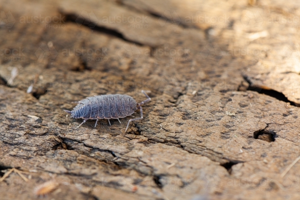 Image of Woodlouse slater bug on old wood - Austockphoto