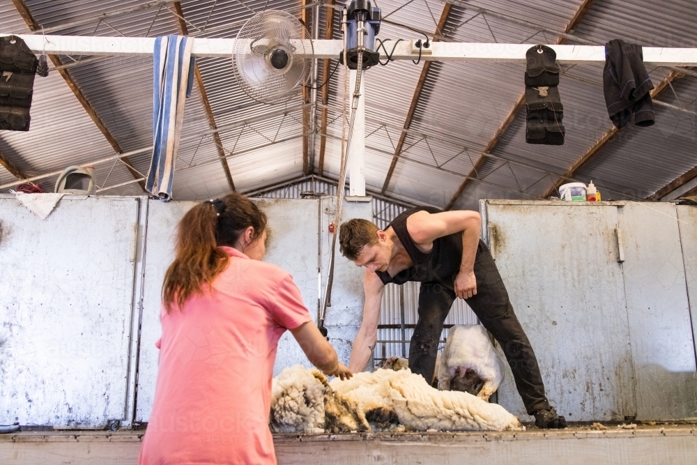 wool handler and shearer working in shearing shed - Australian Stock Image