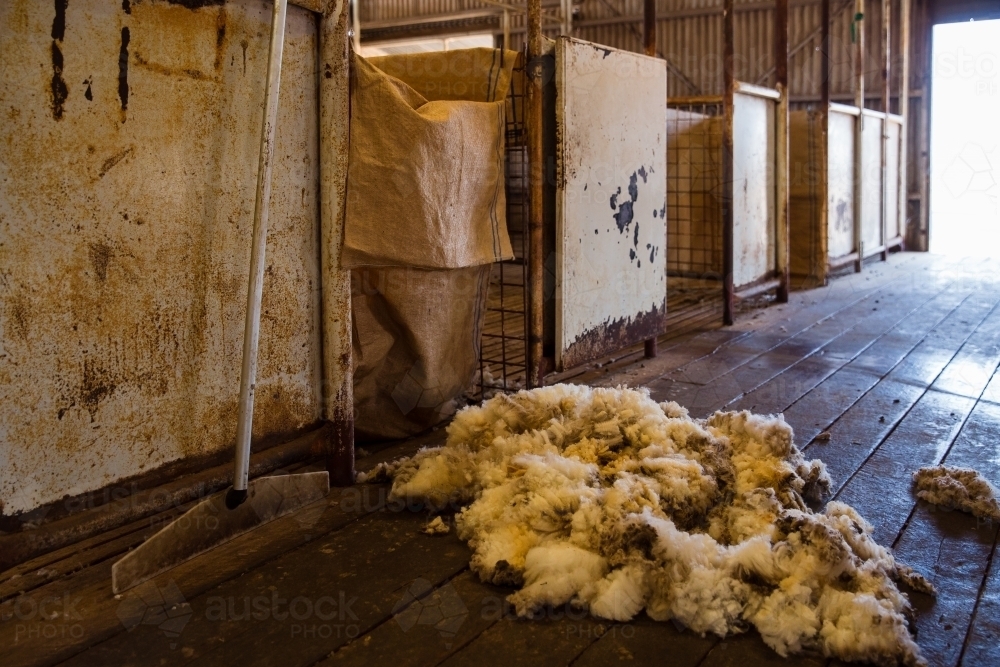 Wool fleece inside the shearing shed - Australian Stock Image