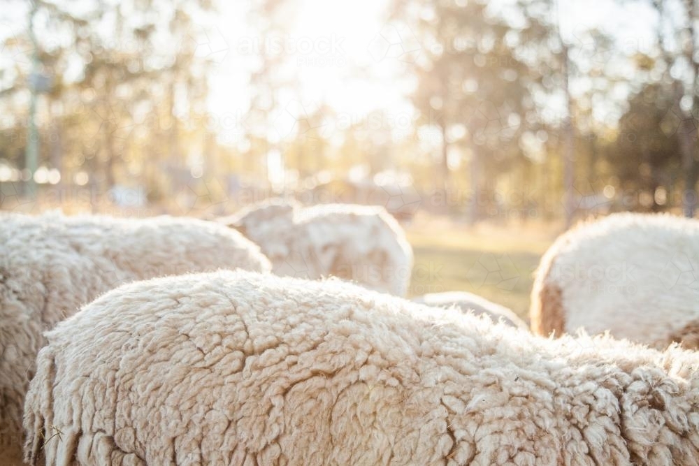 Woolly back of a dorper sheep on a sunny morning - Australian Stock Image