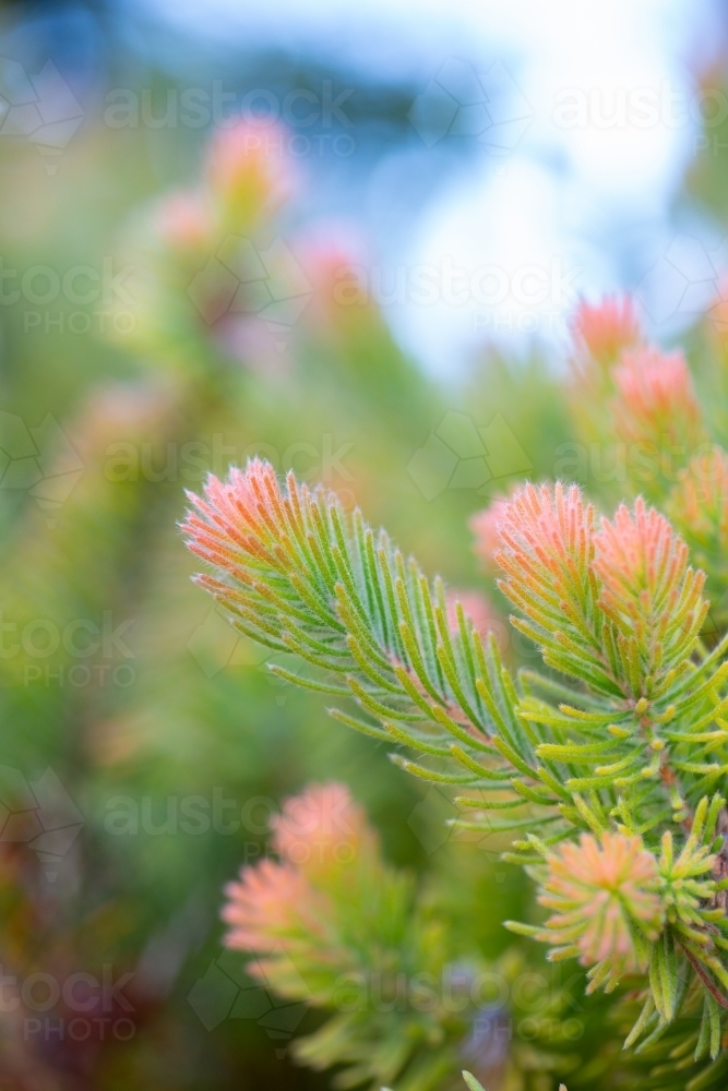 Woolly bush foliage green with pink tips - Australian Stock Image
