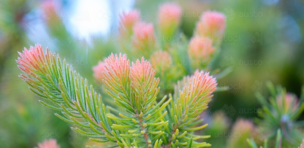 Woolly bush foliage green with pink tips - Australian Stock Image