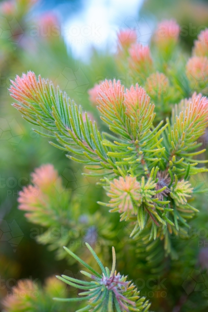 Woolly bush foliage green with pink tips - Australian Stock Image