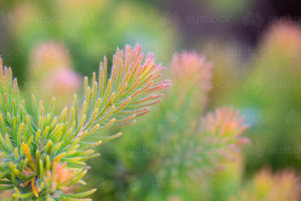 Woolly bush foliage green with pink tips - Australian Stock Image