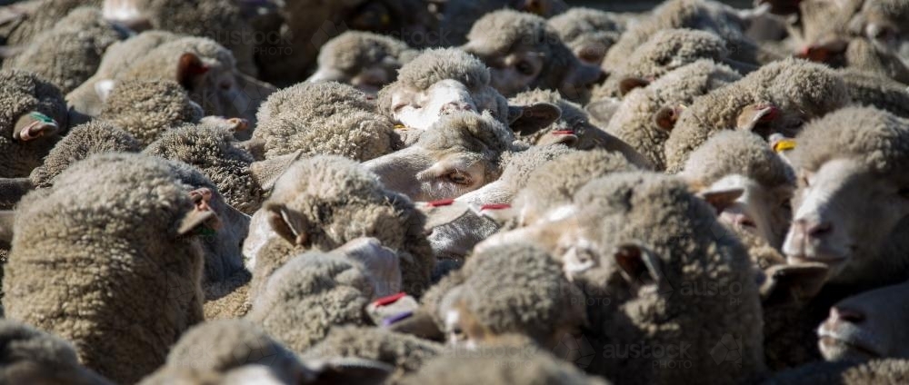 Woolly merino ewes in yards - Australian Stock Image