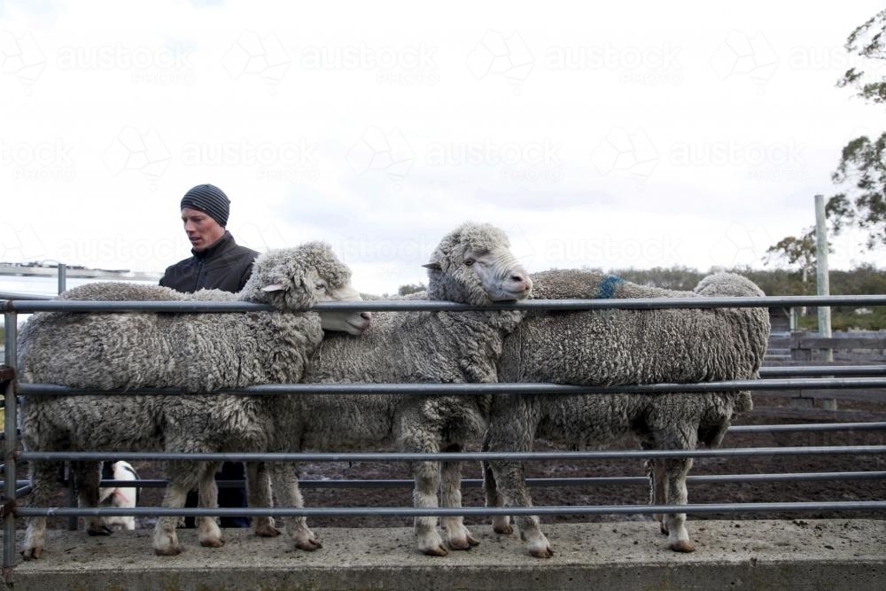Woolly rams getting sorted by farmer - Australian Stock Image