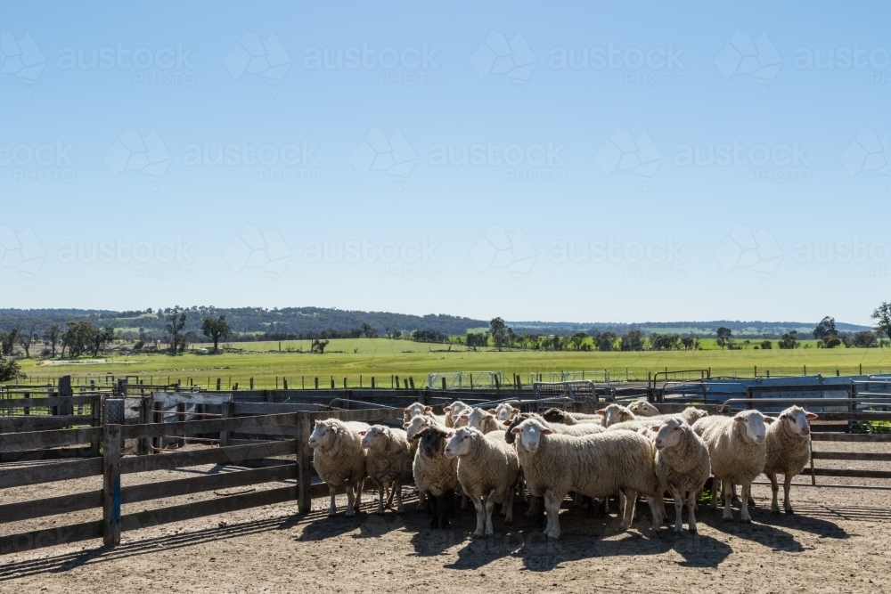 Woolly rams in sheep yard ready for shearing - Australian Stock Image