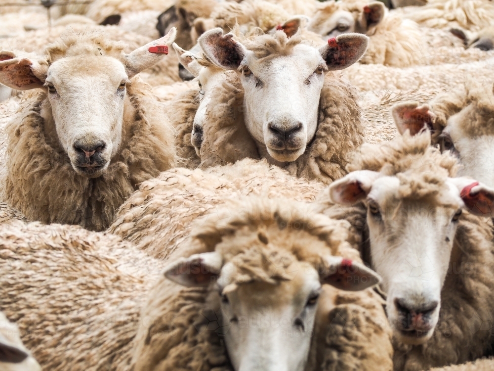 Woolly sheep ready for shearing - Australian Stock Image