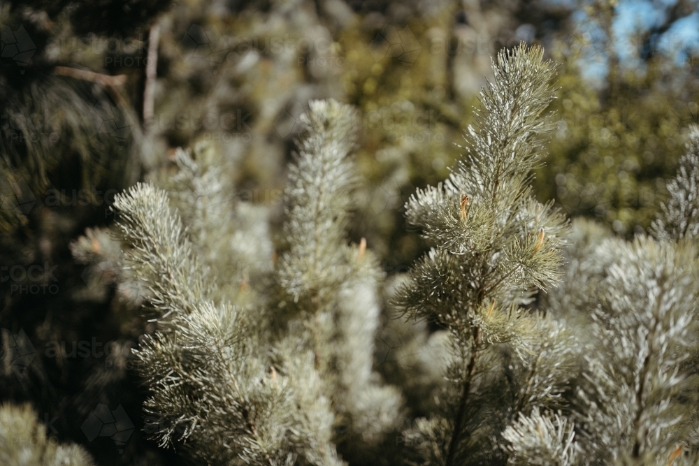 Wooly bush - Australian foliage - Australian Stock Image