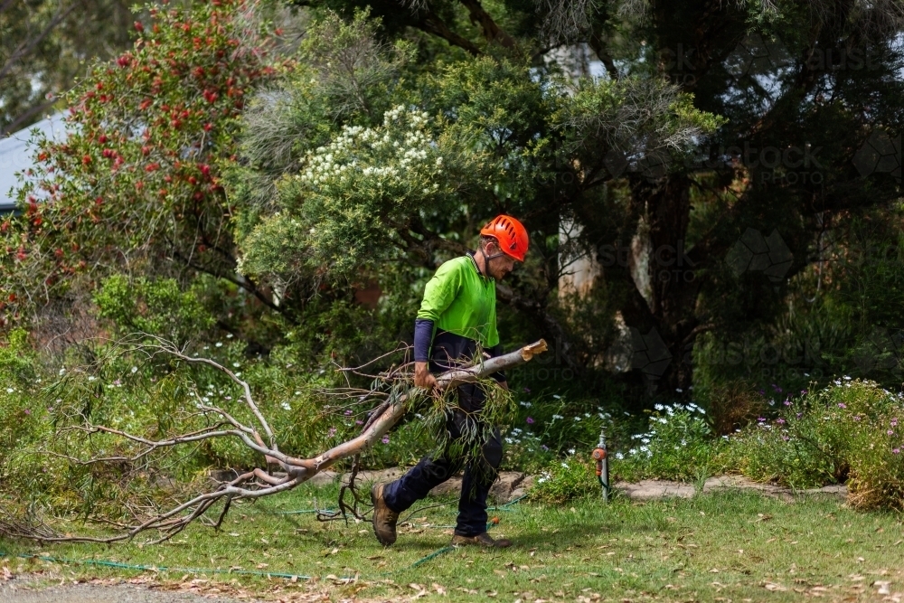 Worker dragging tree branch through garden to be turned to mulch - Australian Stock Image