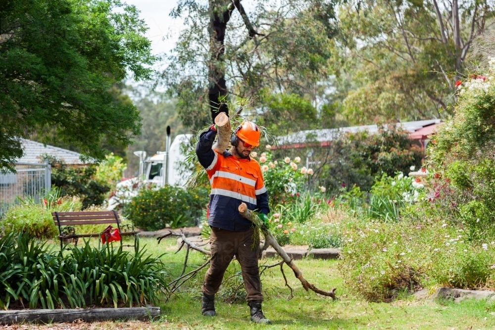 Worker dragging tree branch through garden to be turned to mulch - Australian Stock Image