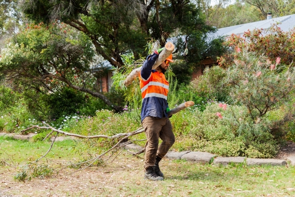 Worker dragging tree branch through garden to be turned to mulch - Australian Stock Image