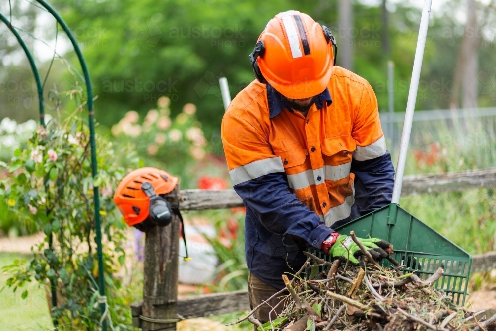 Worker finishing up job cleaning sticks off the lawn after felling a tree - Australian Stock Image