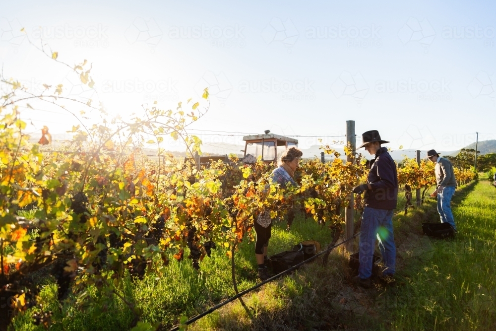 Workers and tractor in vineyard harvesting wine grapes by hand - Australian Stock Image