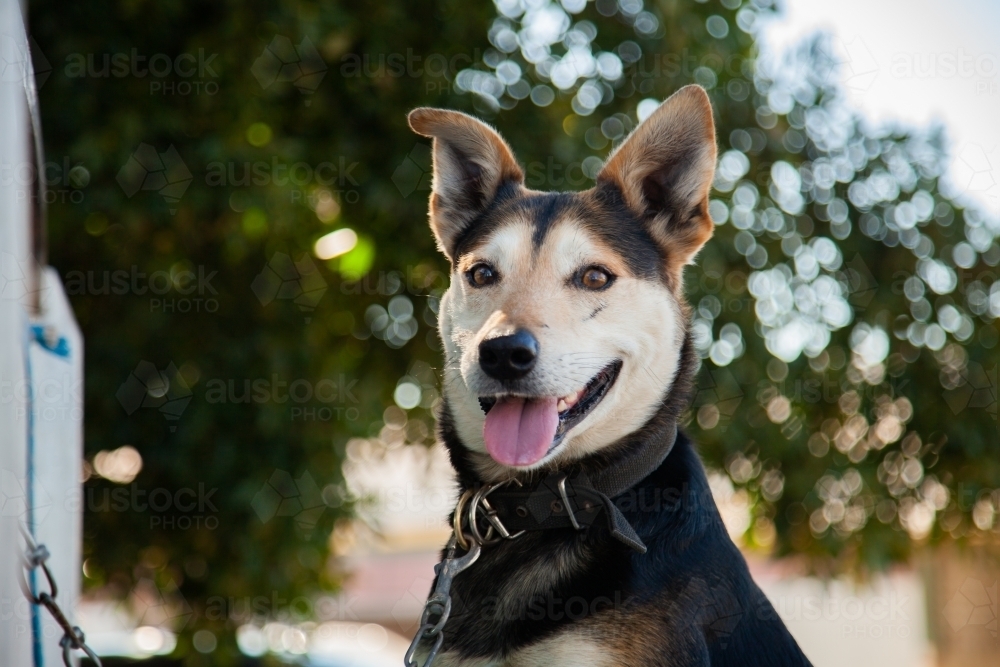 Working dog chained in ute with tongue out - Australian Stock Image