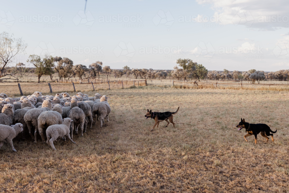 Working dog chasing sheep gathering them in a pen at sunset. - Australian Stock Image