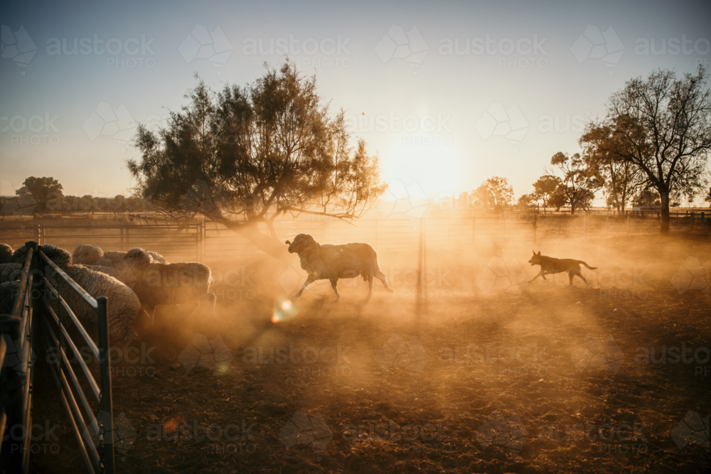 Working dog chasing sheep gathering them in a pen at sunset. - Australian Stock Image