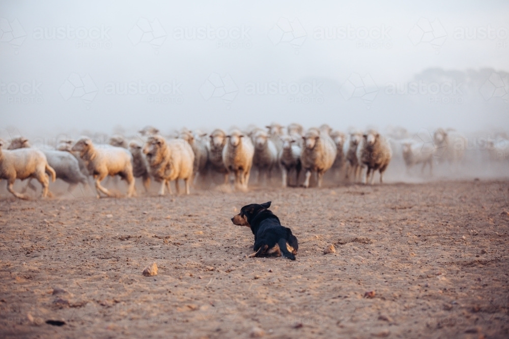 Working dog controlling the mob - Australian Stock Image