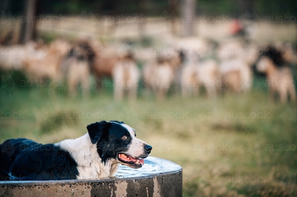 Working dog cooling of in trough with livestock in the background - Australian Stock Image