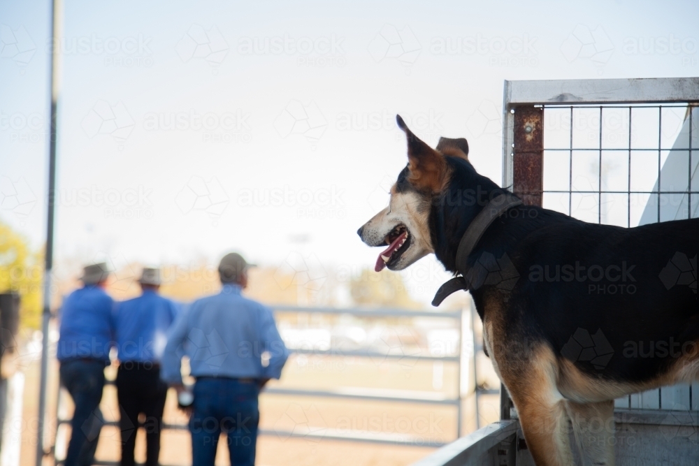 Working dog in back of ute watching farmers leaning on fence - Australian Stock Image