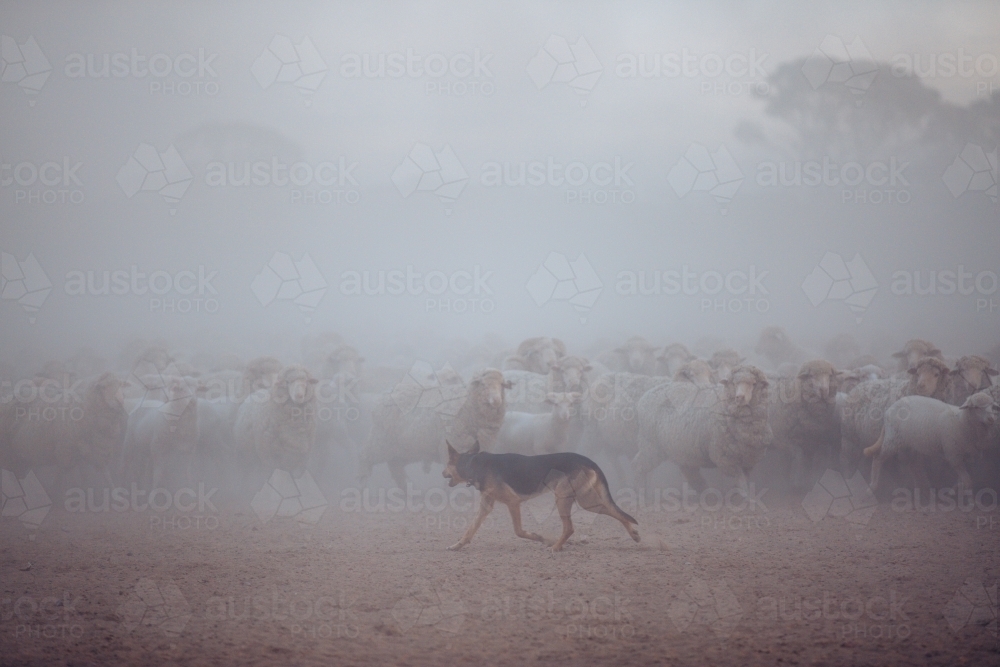 Working dog rounding up sheep - Australian Stock Image