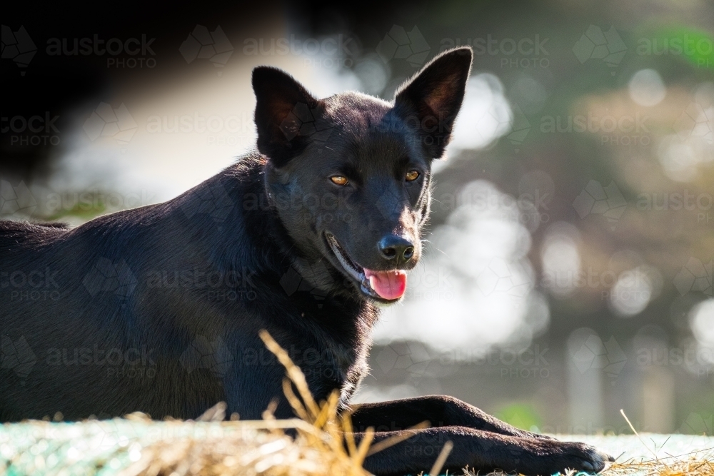 Working dog sits on top of a hay bale in the sun - Australian Stock Image