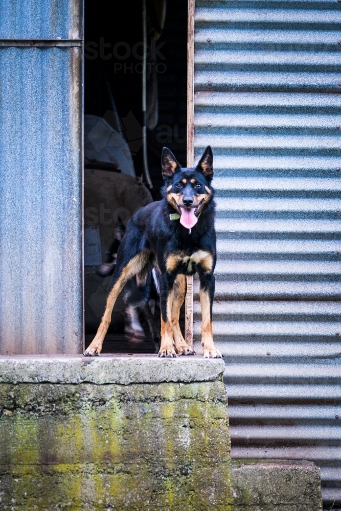 Working dog stands at shearing doorway shed on farm - Australian Stock Image