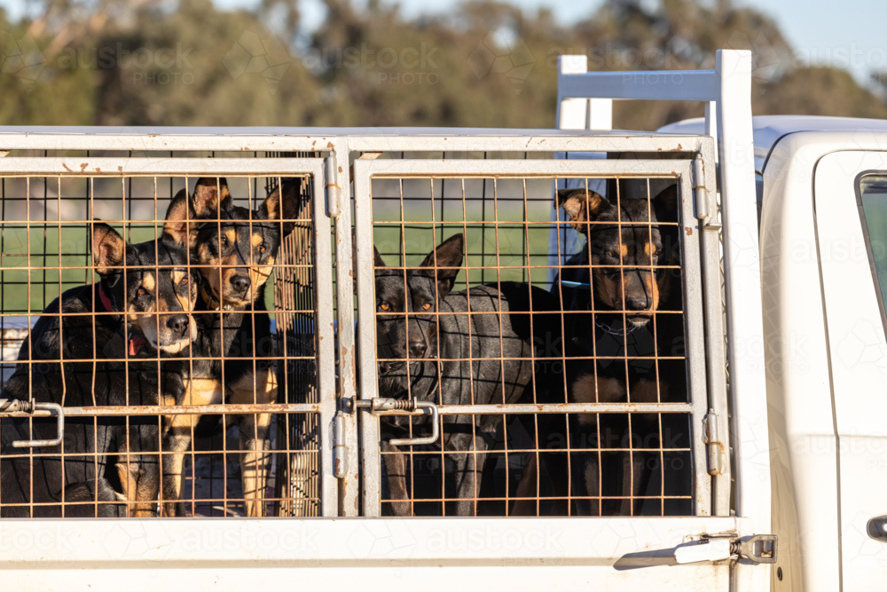 Working dogs (kelpie) caged on the back of a ute - Australian Stock Image