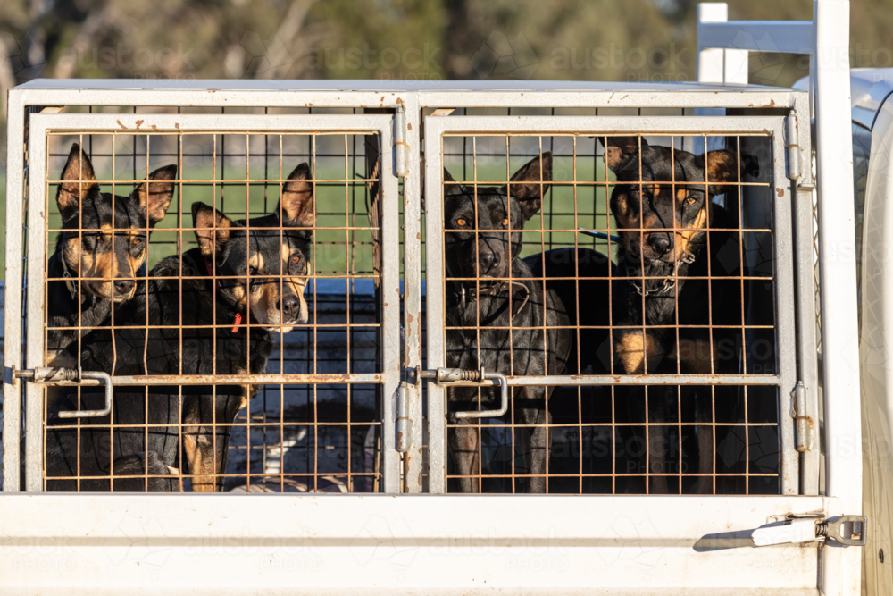 Working dogs (kelpie) caged on the back of a ute - Australian Stock Image