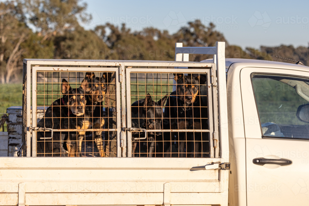Working dogs (kelpie) caged on the back of a ute - Australian Stock Image