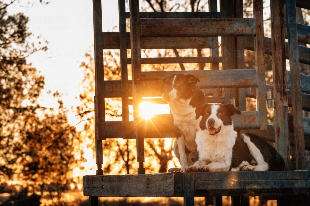Working dogs waiting at the loading ramp at sunset - Australian Stock Image