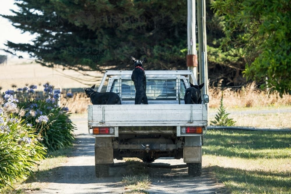 Working farm dogs on back of ute - Australian Stock Image
