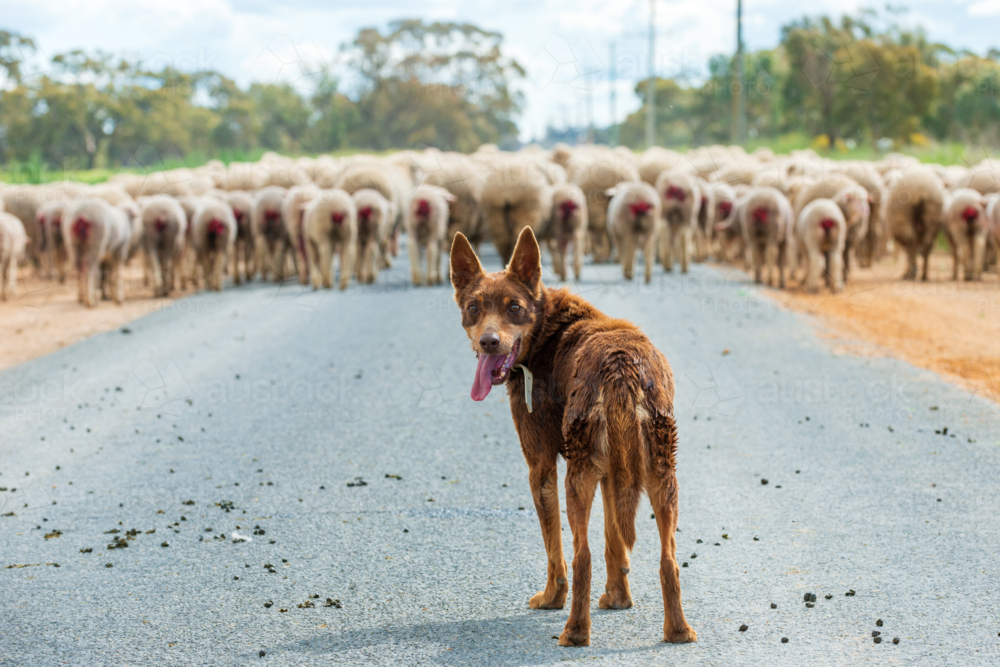 Working kelpie herding a flock of sheep along a rural road - Australian Stock Image
