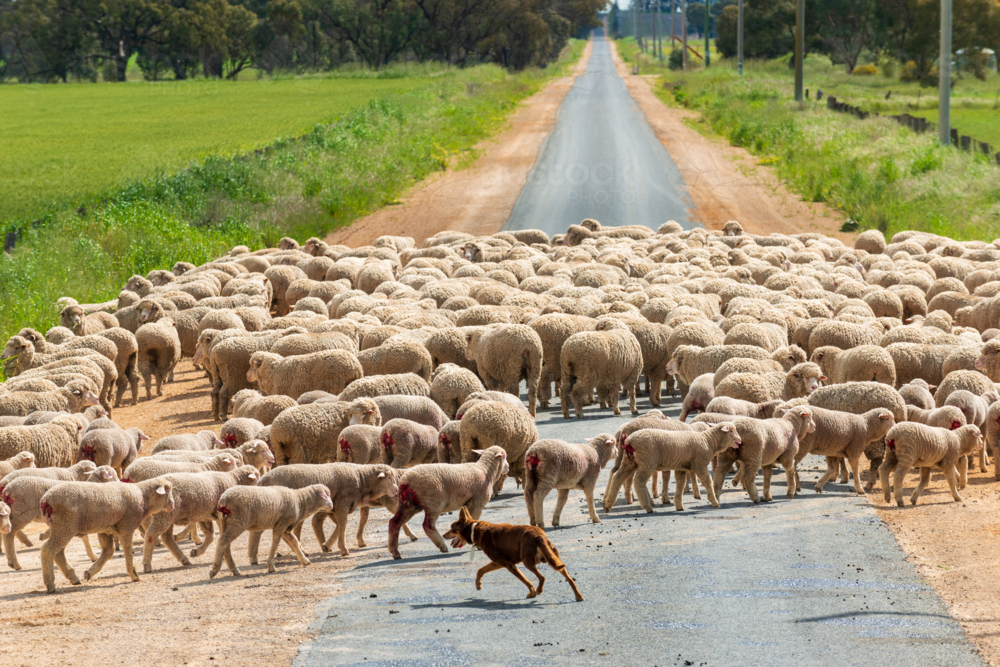 Working kelpie herding a mob of freshly marked lambs and sheep across a rural road - Australian Stock Image