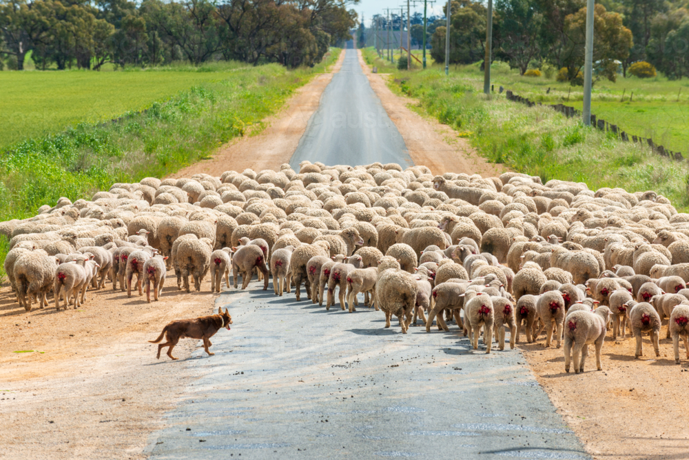 Working kelpie herding a mob of freshly marked lambs and sheep across a rural road - Australian Stock Image